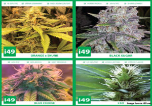 Importance of Buying High Quality Marijuana Seeds
